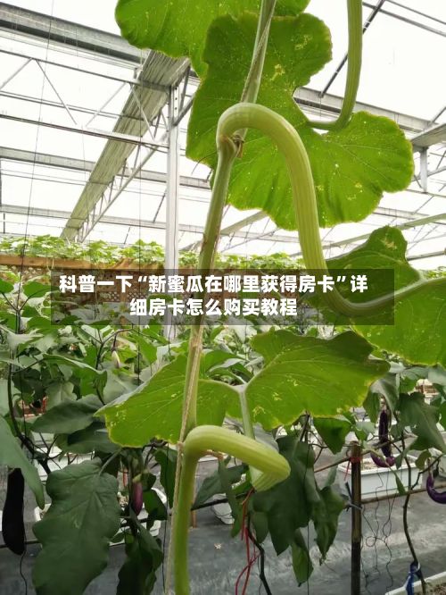 科普一下“新蜜瓜在哪里获得房卡	”详细房卡怎么购买教程-第2张图片