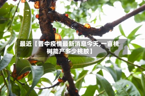 最近【晋中疫情最新消息今天,一亩桃树能产多少桃胶】