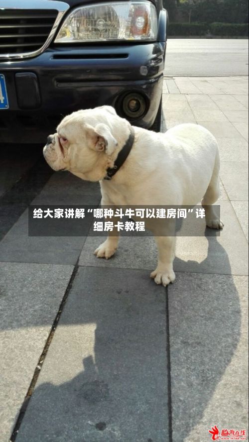 给大家讲解“哪种斗牛可以建房间”详细房卡教程-第2张图片