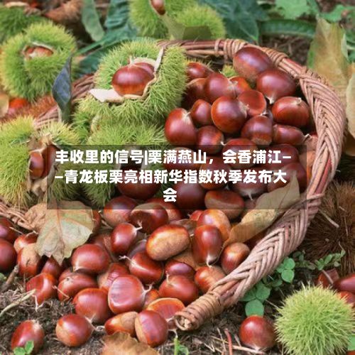丰收里的信号|栗满燕山,会香浦江——青龙板栗亮相新华指数秋季发布大会
