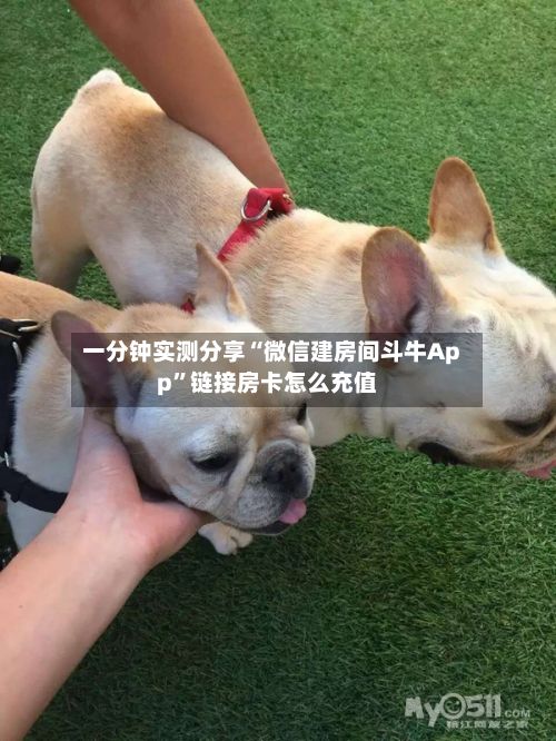 一分钟实测分享“微信建房间斗牛App”链接房卡怎么充值-第2张图片