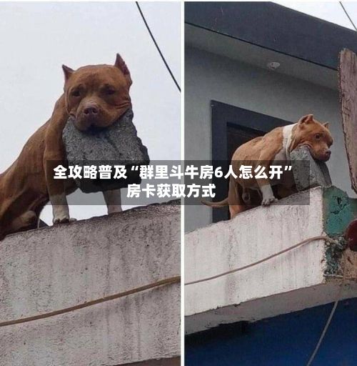 全攻略普及“群里斗牛房6人怎么开”房卡获取方式